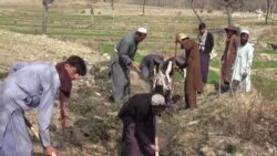 پکتیا کې د ناروې کمېټۍ شاوخوا ۹،۰۰۰ کسان په کار ګومارلي دي