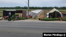Deși sunt mai multe cooperative decât în 1989, majoritatea au puțini membri. Numărul minim legal este de cinci. Ele sunt înființate pentru a permite unor fermieri să acceseze mai ușor fonduri europene. Proiectele depuse de o cooperativă primesc finanțări înaintea unei ferme.