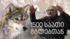 1500 საათი მგლებთან