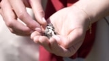Climate change threatens Albania's butterfly species,