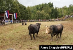 Dva bika obilaze jedan oko drugog prije borbe.