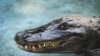 Aligator Muja u zoo vrtu u Beogradu 
