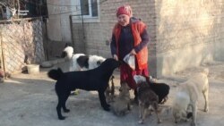 Домашний приют: жительница Исфары заботится о 18 бездомных собаках