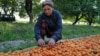 Susținut de Sîrdaria: Cum un râu ajută fermierii din Tadjikistan să supraviețuiască