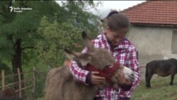 Magareće mlijeko kao eliksir zdravlja