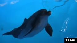 Donjecki delfini