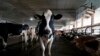 Livestock Heat Stress