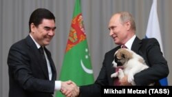 Prezident G.Berdimuhamedow rus kärdeşi Wladimir Putine türkmen güjügini sowgat berýär. Soçi, 11-nji oktýabr, 2017