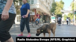 Илустративна фотографија. Кучиња скитници.