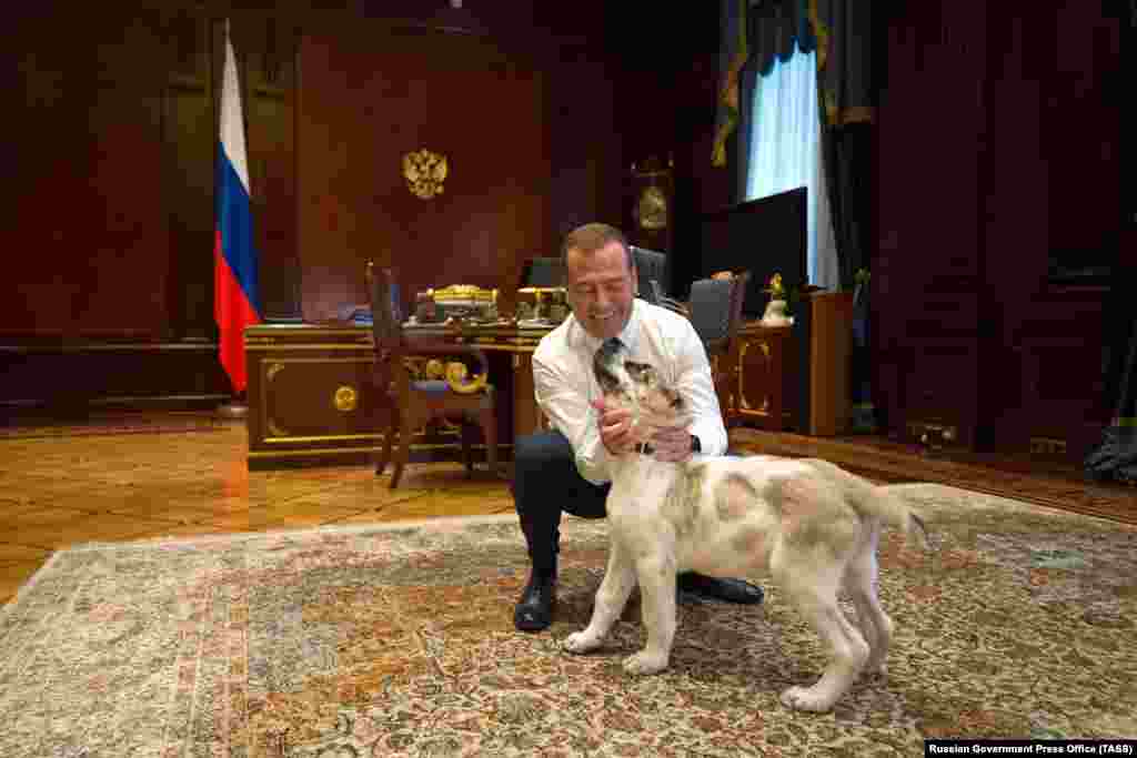 Medvedev se igra sa turkmenskim ovčarskim psom, poznatim kao pasmina alabaj, kojeg je dobio na poklon od turkmenskog predsjednika Gurbangulija Berdimuhamedova, 17 jula, 2019. 