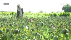 په کندهار کې د کوکنارو لوونه دي