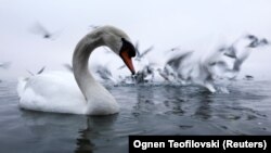 Охридско езеро