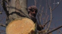 اوبه نشته، تیار باغونه وهل کېږي
