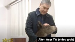 Gurbanguly Berdimuhamedov täze dünýä inen taýçanagy "täze eýýamyň beýik maksatlaryna ýetmekde bedew badynyň nyşany" atlandyrdy.