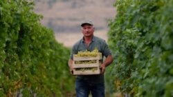 Afacerea cu vinuri din Kosovo are rădăcini adânci, dar cultivatorii se luptă să rămână pe linia de plutire