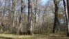 Pădurea de la Zamostea, județul Suceava, este rezervație naturală forestieră și botanică și sit Natura 2000. Peste 120 de hectare ar urma să fie ocupate de un lac de acumulare propus de Apele Române.