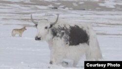 Горный як – сарлык